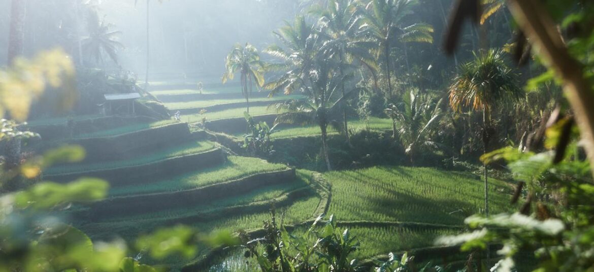 Tegallalang Rice Terrace