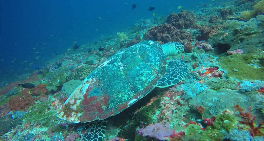 Tortue-Gamat-Bay